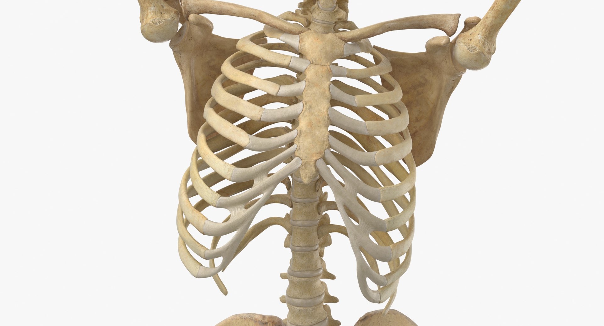 Real Human Female Skeleton Pose 84 3D https://p.turbosquid.com/ts-thumb/2R/sa0FcA/5L/real_human_female_skeleton_pose_84_thumbnail_0008/jpg/1619790802/1920x1080/fit_q87/bf57b3ec275c127381adf3098a793a66e44c24c4/real_human_female_skeleton_pose_84_thumbnail_0008.jpg
