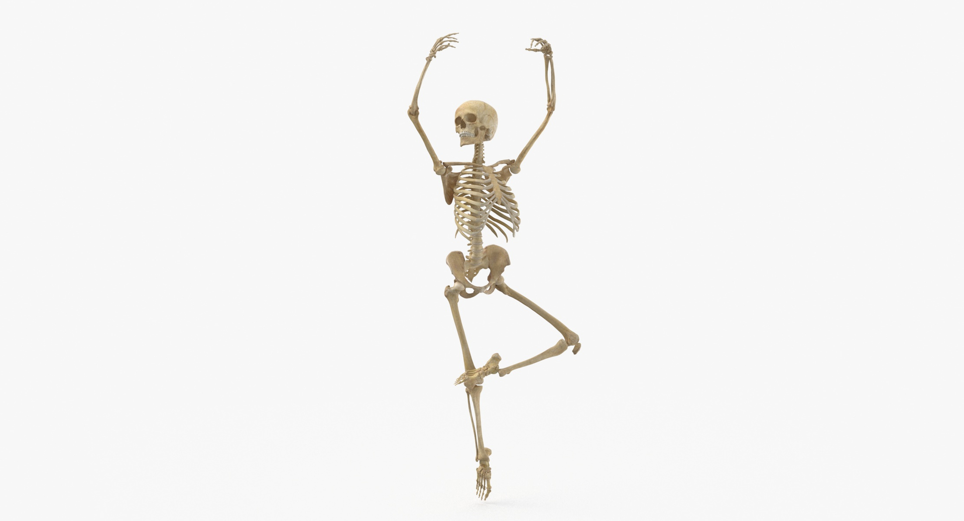 Real Human Female Skeleton Pose 84 3D https://p.turbosquid.com/ts-thumb/2R/sa0FcA/N0/0000/jpg/1619788236/1920x1080/turn_fit_q99/8e5c14195d95ee1d4151fa6338c6c3662a188fd7/0000-1.jpg