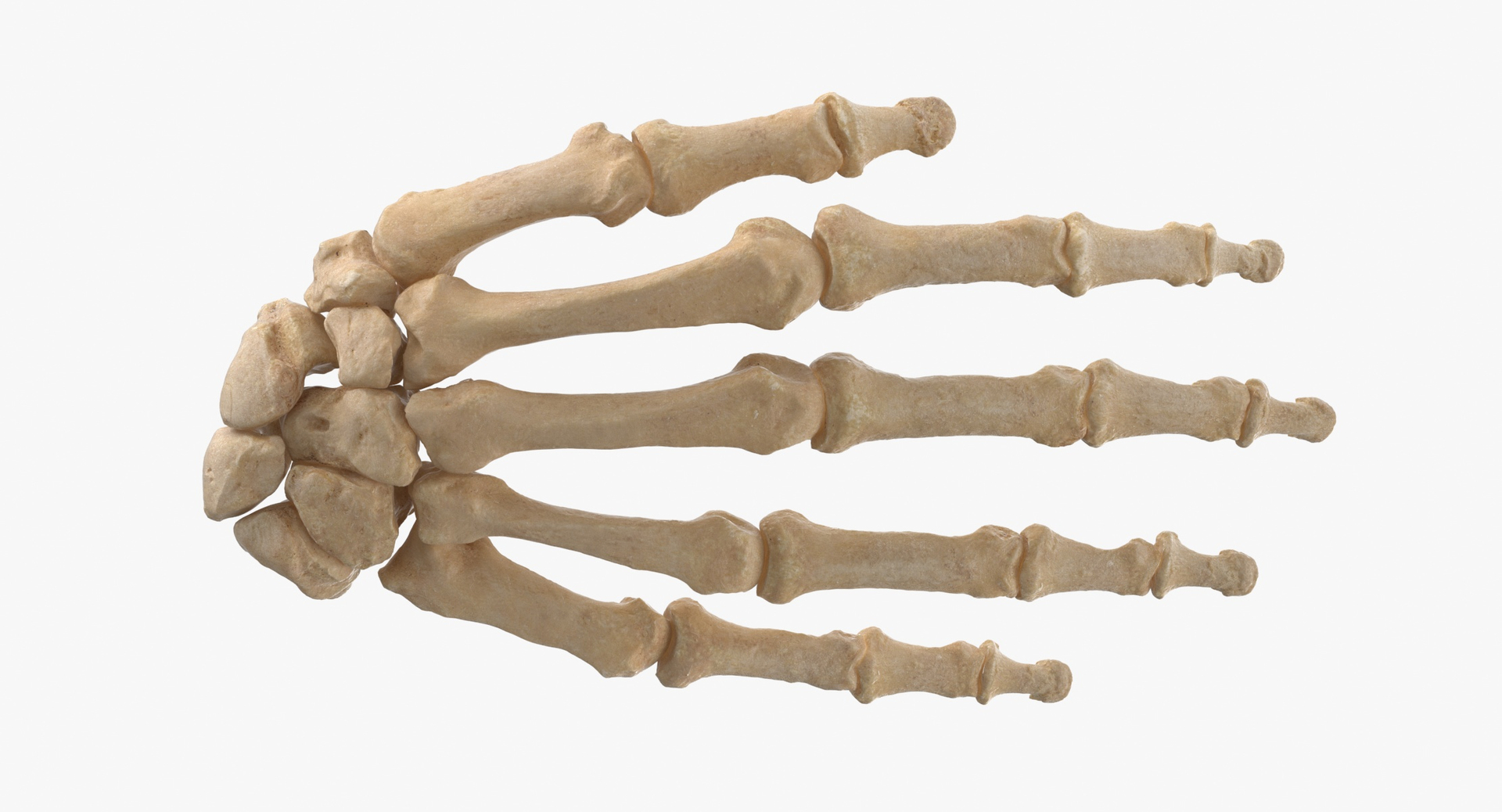 Real Human Female Skeleton Pose 84 3D https://p.turbosquid.com/ts-thumb/2R/sa0FcA/co/0000/jpg/1619790010/1920x1080/turn_fit_q99/5c2211c5746b26cf3acbe7c29f2e07dd4ed978a8/0000-1.jpg