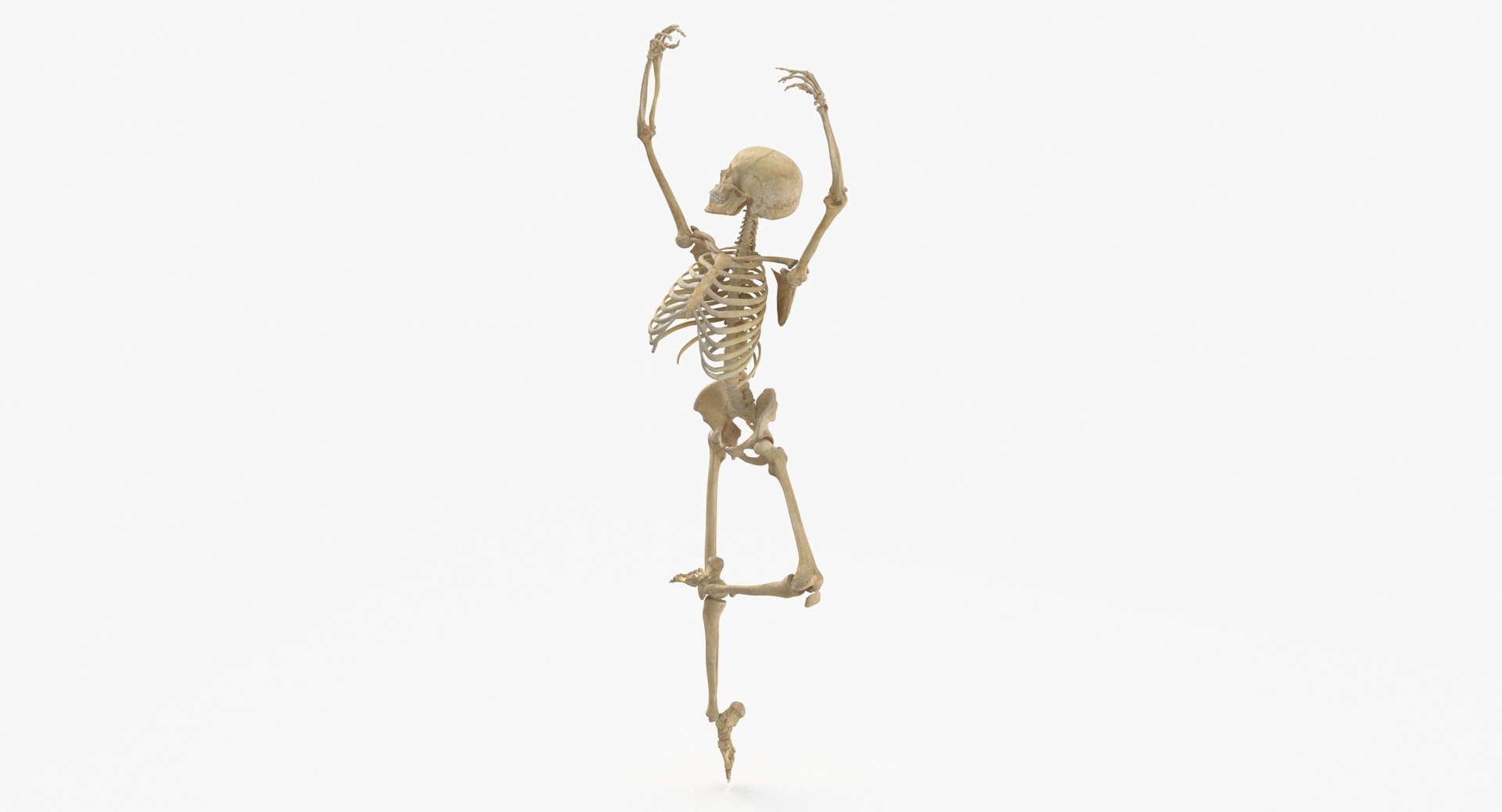 Real Human Female Skeleton Pose 84 3D https://p.turbosquid.com/ts-thumb/2R/sa0FcA/cz/real_human_female_skeleton_pose_84_thumbnail_0004/jpg/1619790778/1920x1080/fit_q87/8d66d2f015d3404e3b6fe943d178246c7ddc59a5/real_human_female_skeleton_pose_84_thumbnail_0004.jpg