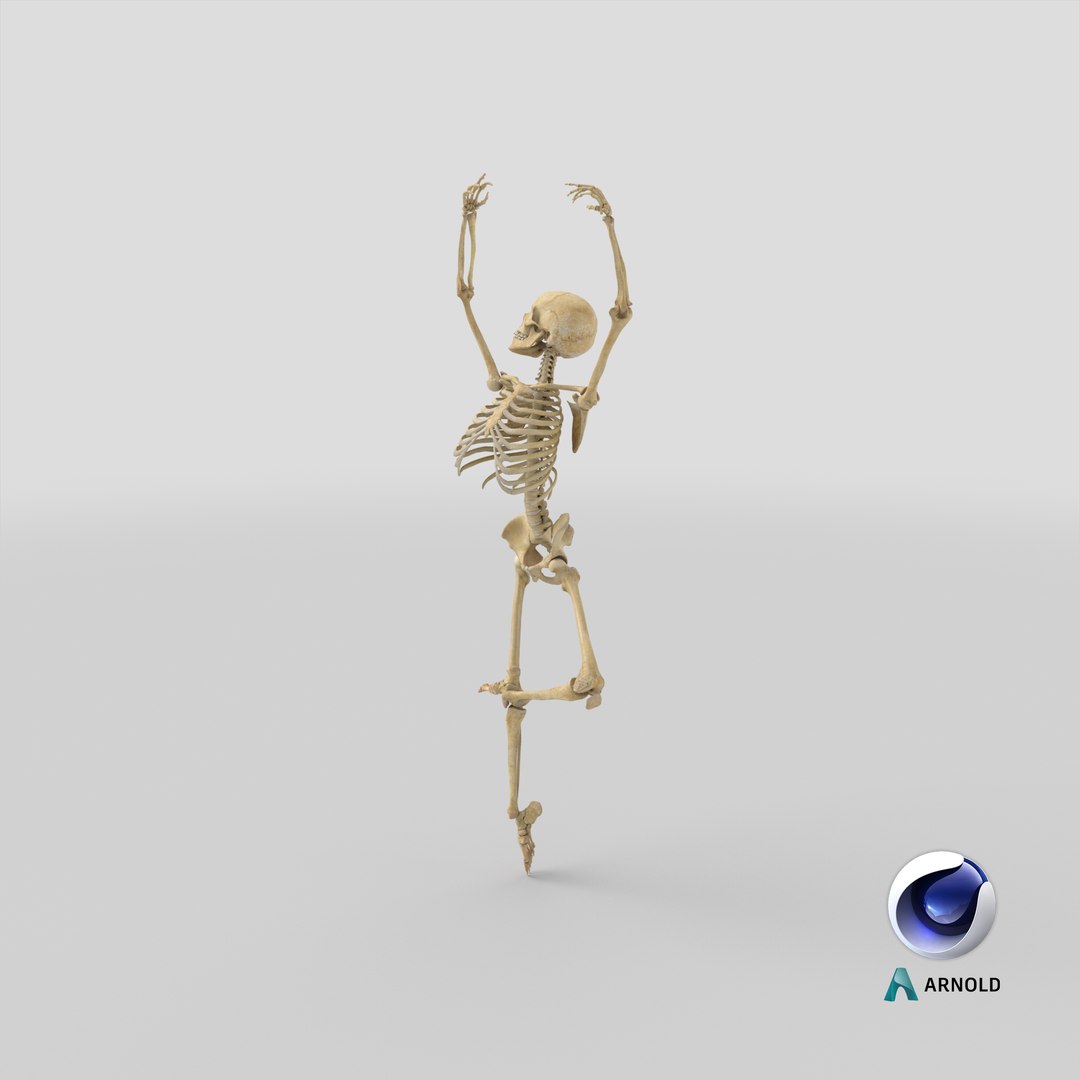 Real Human Female Skeleton Pose 84 3D https://p.turbosquid.com/ts-thumb/2R/sa0FcA/oQ/stemcell_cinema_4d_arnold_render/png/1642587407/1920x1080/fit_q87/af606f160934403307af378f0ba66f13ac6e6099/stemcell_cinema_4d_arnold_render.jpg