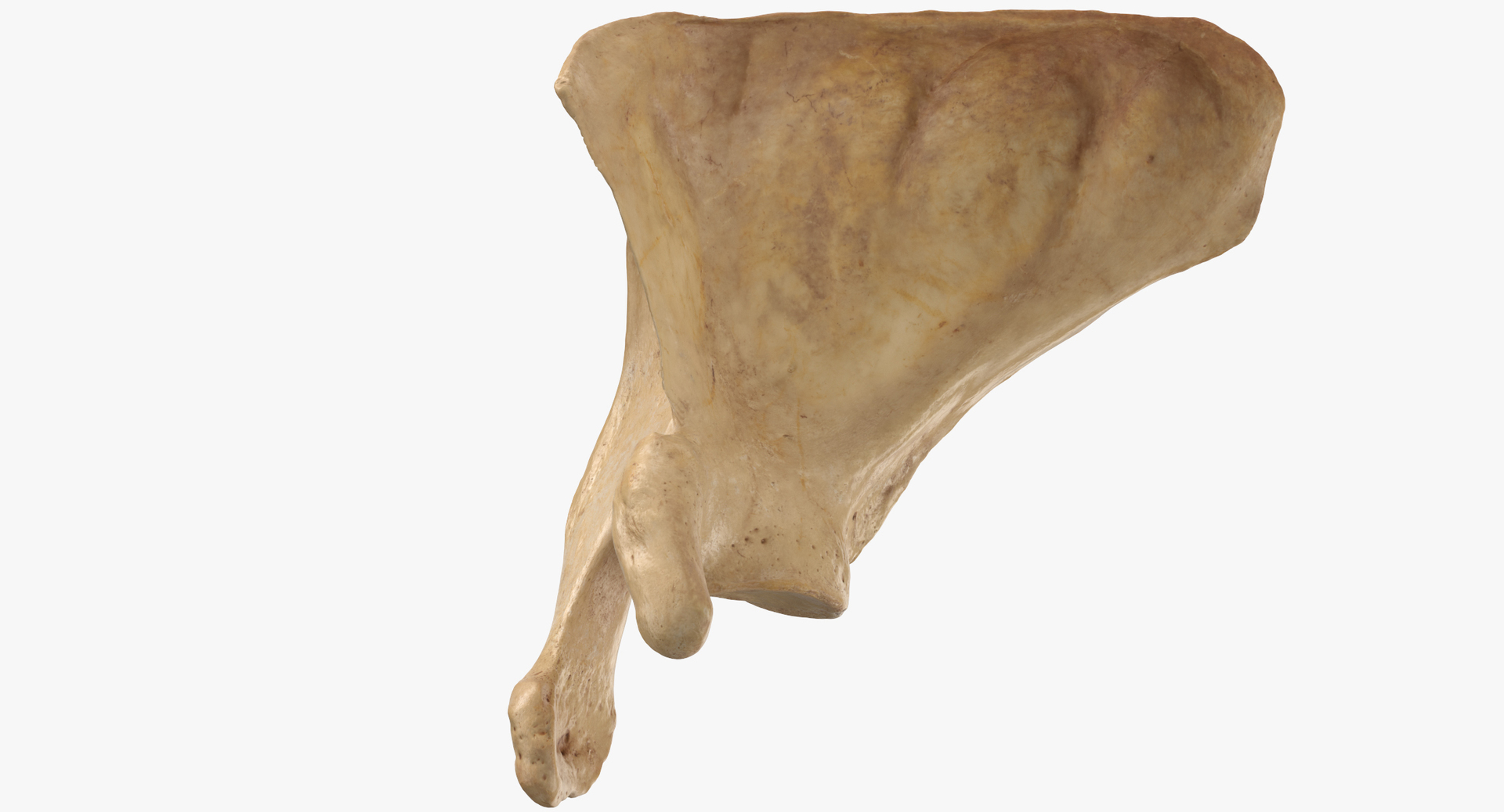 Real Human Female Skeleton Pose 84 3D https://p.turbosquid.com/ts-thumb/2R/sa0FcA/qR/0000/jpg/1619789205/1920x1080/turn_fit_q99/e1cf3407db4c6ad801791637b018deb4a4d7a986/0000-1.jpg