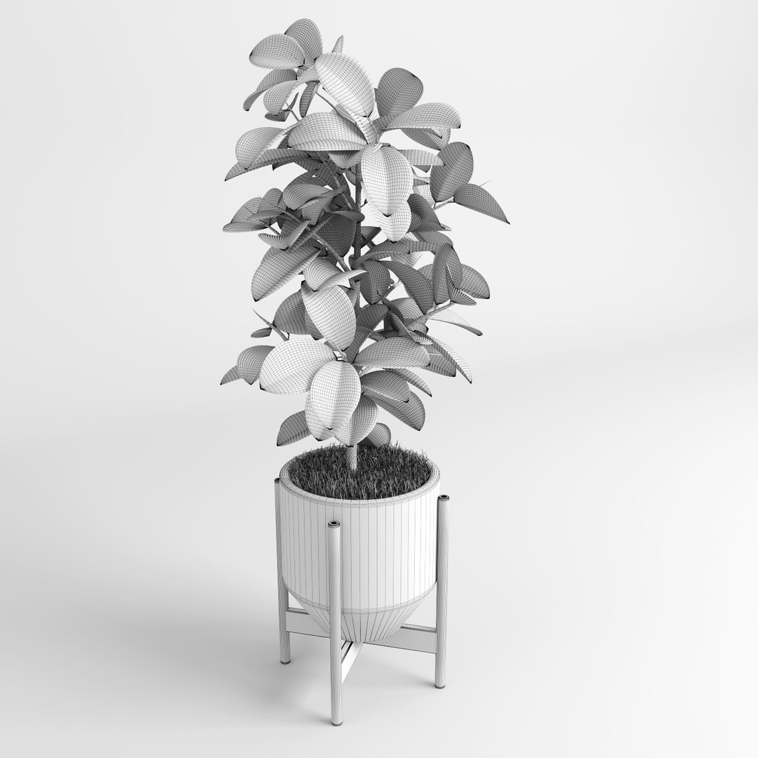 ficus trees 3d model https://p.turbosquid.com/ts-thumb/2R/wh7Lue/2AWjTrsM/ficus_tree11/jpg/1478985246/1920x1080/fit_q87/96d39e026c03e774003756bc7825a53d444f9dfc/ficus_tree11.jpg