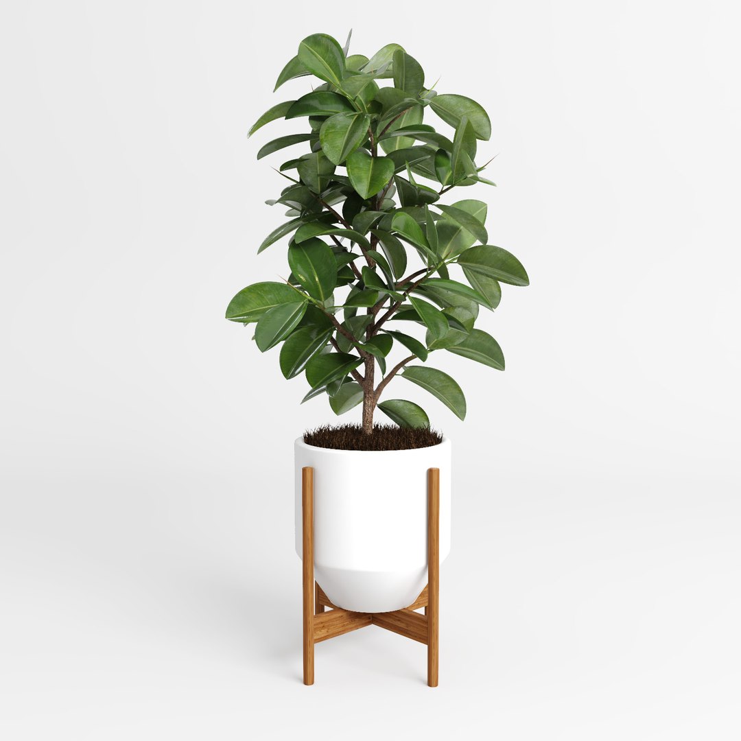 ficus trees 3d model https://p.turbosquid.com/ts-thumb/2R/wh7Lue/7MdDQyPe/ficus_tree3/jpg/1478972670/1920x1080/fit_q87/c70357612eb94890ea4a672c11d5d0f17152ceb6/ficus_tree3.jpg