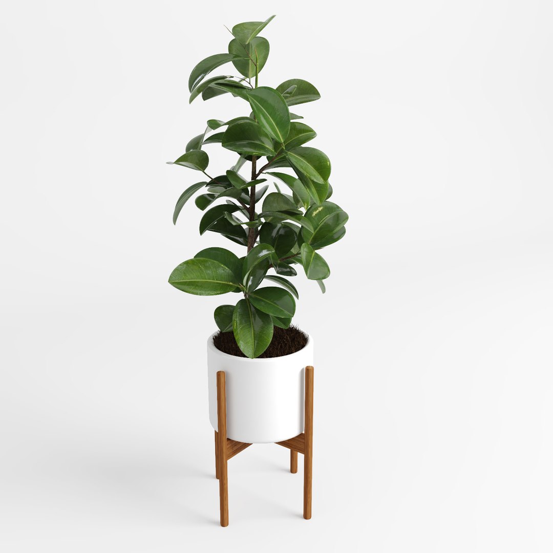 ficus trees 3d model https://p.turbosquid.com/ts-thumb/2R/wh7Lue/8DpDAoJv/ficus_tree8/jpg/1478972678/1920x1080/fit_q87/826314d73edbcef5b934cb78a730de834ea47d63/ficus_tree8.jpg
