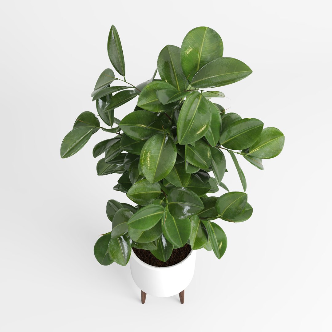 ficus trees 3d model https://p.turbosquid.com/ts-thumb/2R/wh7Lue/Cmb3Nzhk/ficus_tree7/jpg/1478972678/1920x1080/fit_q87/c6a91d8840cdc039cd4ad85815fe62ebdc701e01/ficus_tree7.jpg