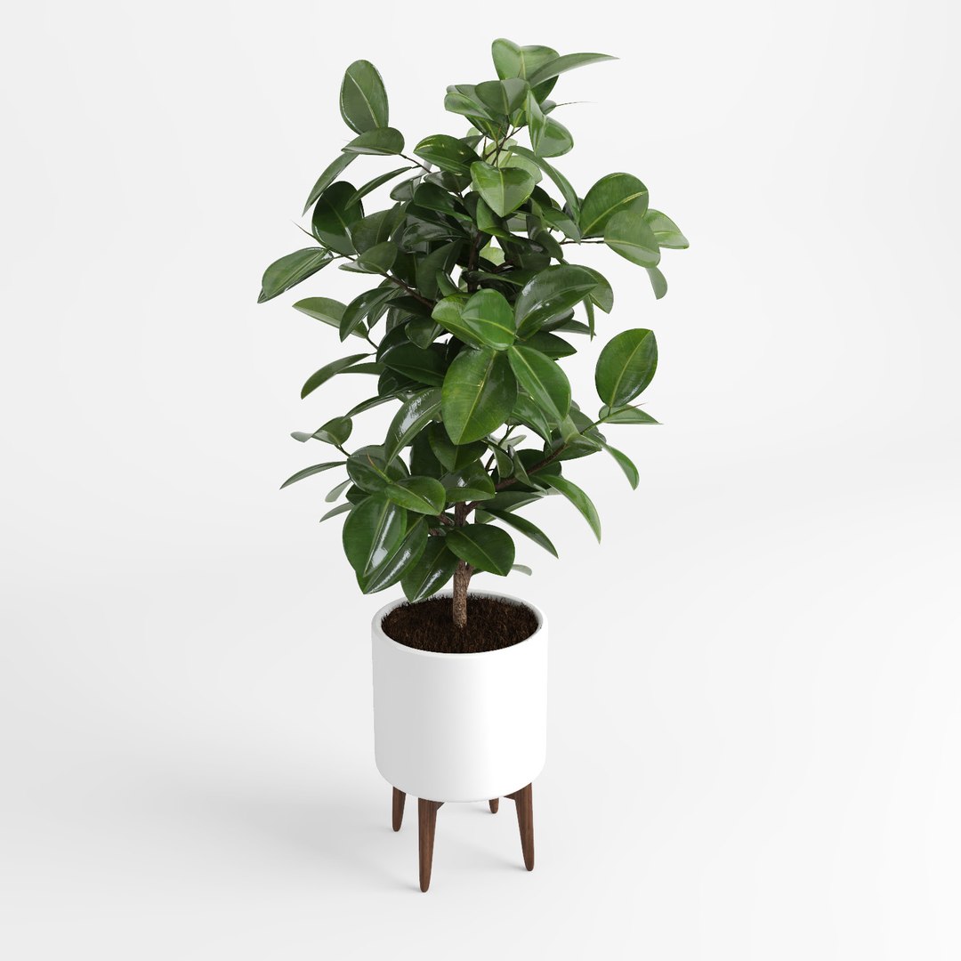 ficus trees 3d model https://p.turbosquid.com/ts-thumb/2R/wh7Lue/Ka6rwKDc/ficus_tree5/jpg/1478972674/1920x1080/fit_q87/c3906595188a5b48917aeac36c175faf7782c086/ficus_tree5.jpg