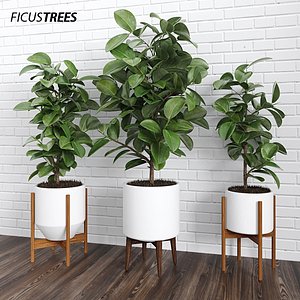 ficus trees 3d model