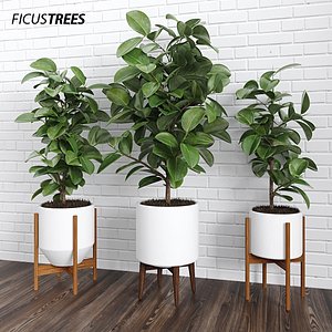 Ficus Trees (+GrowFX)