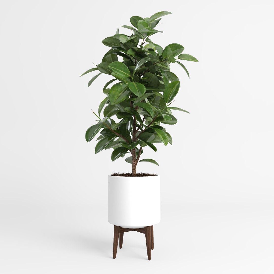 ficus trees 3d model https://p.turbosquid.com/ts-thumb/2R/wh7Lue/TI5RmqmS/ficus_tree6/jpg/1478972674/1920x1080/fit_q87/992395ed3b35b0f519378cc10821086fdf7fc860/ficus_tree6.jpg