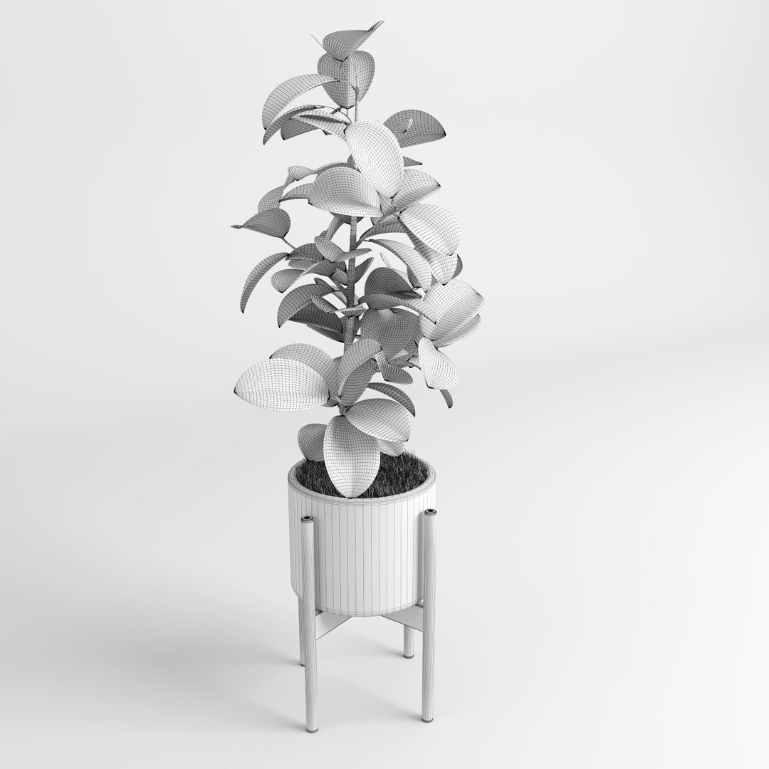 ficus trees 3d model https://p.turbosquid.com/ts-thumb/2R/wh7Lue/gHf12H9g/ficus_tree15/jpg/1478985258/1920x1080/fit_q87/b2a19a88644cfcece1597ff9d1bb4cbba3e9b652/ficus_tree15.jpg