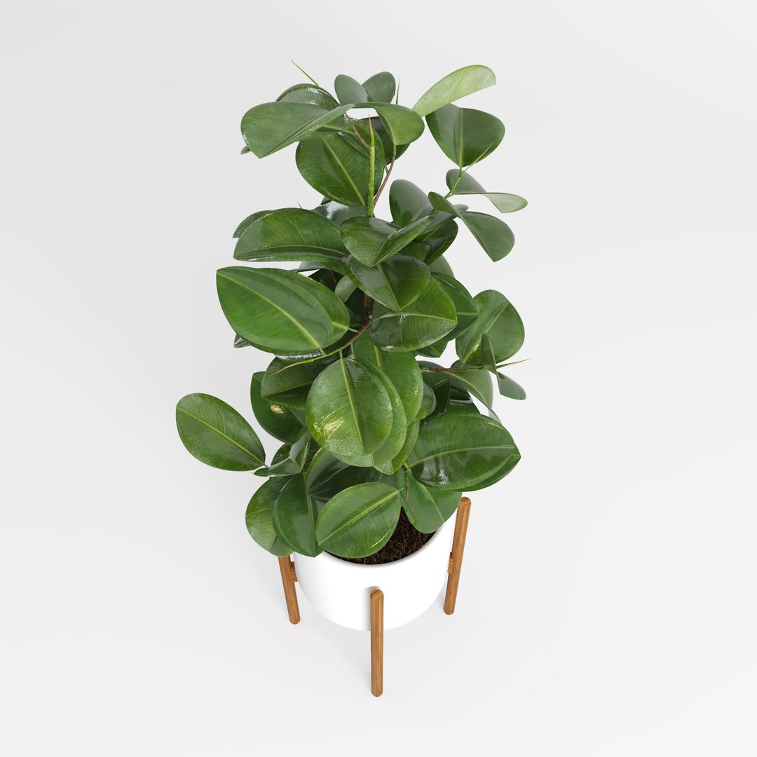 ficus trees 3d model https://p.turbosquid.com/ts-thumb/2R/wh7Lue/k9ab9UfN/ficus_tree10/jpg/1478972682/1920x1080/fit_q87/0c6629d30ab05cc716a9168ab79854cb21ce2a42/ficus_tree10.jpg