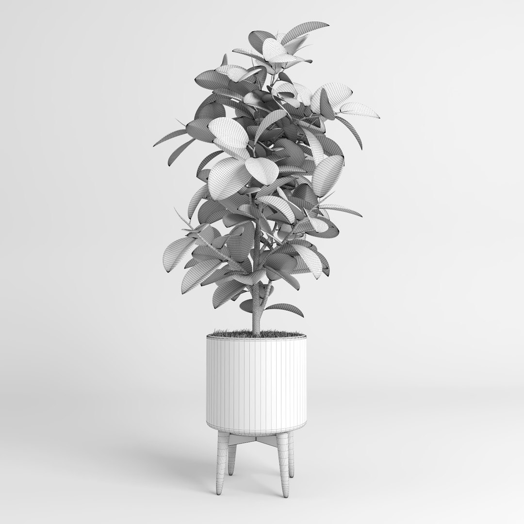 ficus trees 3d model https://p.turbosquid.com/ts-thumb/2R/wh7Lue/mZ5YM8yt/ficus_tree14/jpg/1478985257/1920x1080/fit_q87/6710d24cbb4f164769d10ca13755dc380e57557a/ficus_tree14.jpg