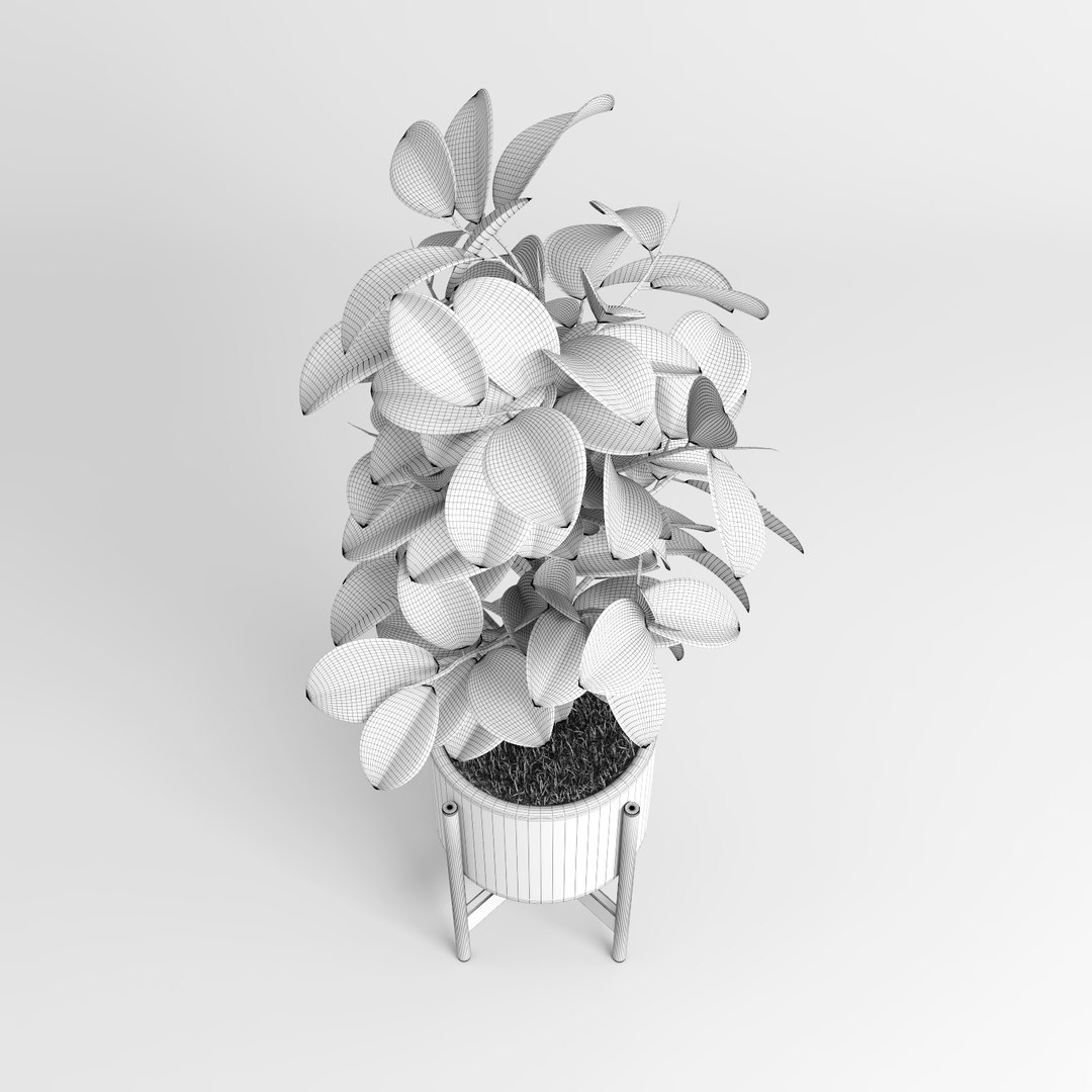 ficus trees 3d model https://p.turbosquid.com/ts-thumb/2R/wh7Lue/o4OPK8Jr/ficus_tree12/jpg/1478985253/1920x1080/fit_q87/4dcb6fa4ed39466a8ad7a83e441dc127eeebb4a3/ficus_tree12.jpg