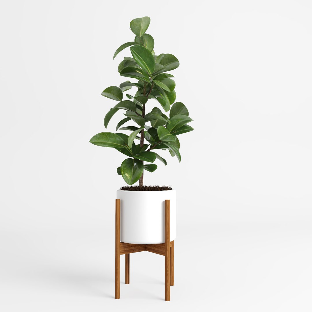 ficus trees 3d model https://p.turbosquid.com/ts-thumb/2R/wh7Lue/tryDLKkv/ficus_tree9/jpg/1478972682/1920x1080/fit_q87/3c18ddd9a4a9ca9e271213b198b5d63b343fab6a/ficus_tree9.jpg