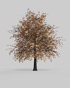 oak tree summer autumn 3D model
