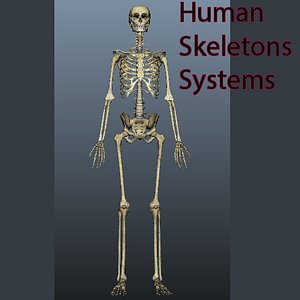 human skeleton 3d x