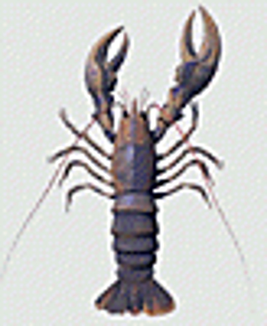 crustacean 3d model https://p.turbosquid.com/ts-thumb/2S/FQ2E3D/47GyJ7pq/lobstertth/gif/1007278233/1920x1080/fit_q87/084e9acd8508d3639d2b35505a66c9224652d998/lobstertth.jpg