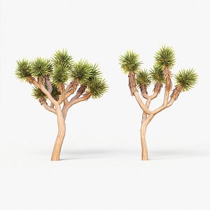 Joshua tree