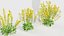 Brassica napus - Oilseed rape 01 3D model