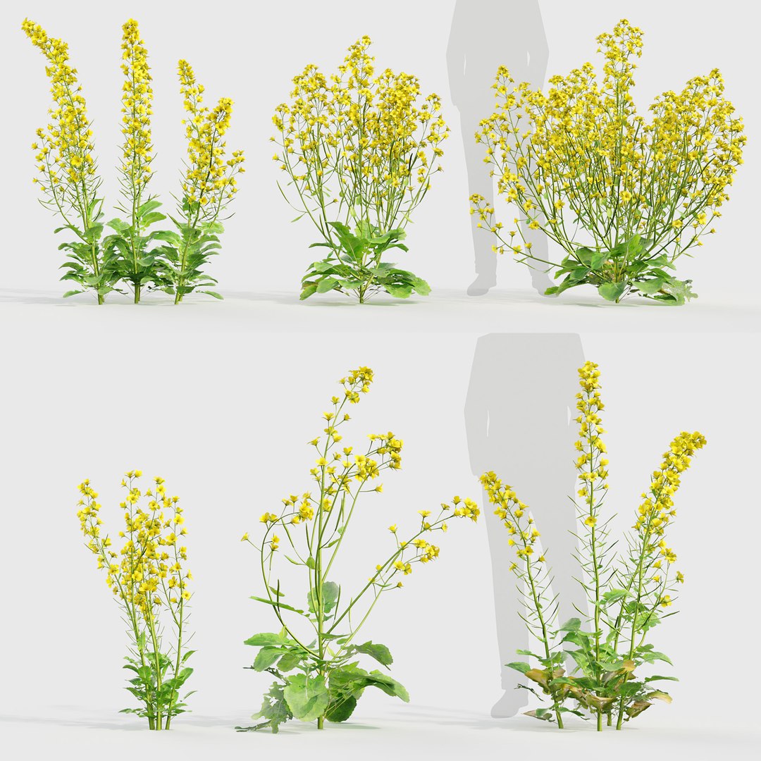 3D Brassica napus - Oilseed rape 01 3D model https://p.turbosquid.com/ts-thumb/2S/JCax0K/Mz/bc_pm_p020_brassica_napus_01_prv/jpg/1784860301/1920x1080/fit_q87/fa98a69d3b6bab3864e0b02c68d93a7daf9fa2fb/bc_pm_p020_brassica_napus_01_prv.jpg