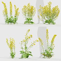 Brassica napus - Oilseed rape 01 3D model
