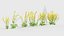 Brassica napus - Oilseed rape 01 3D model