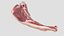 Lamb Cutlet Raw