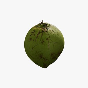 3D Anydrafts Cocos nucifera 02