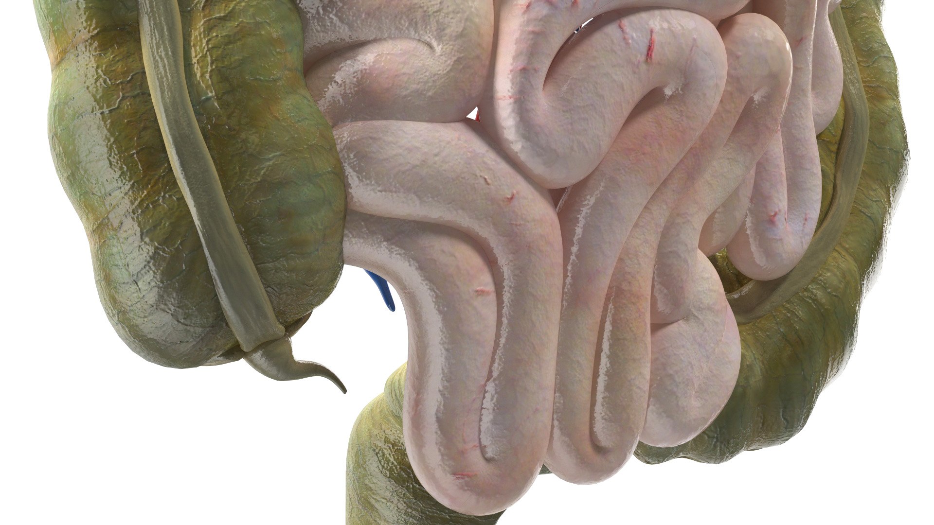 3D Young Man Anatomy Intestines https://p.turbosquid.com/ts-thumb/2S/XNJuql/5O/youngmananatomyintestines3dsmodel016/jpg/1639670530/1920x1080/fit_q87/7f8d7c76ac9a6bc029b46b691e80cc359fd42f5b/youngmananatomyintestines3dsmodel016.jpg