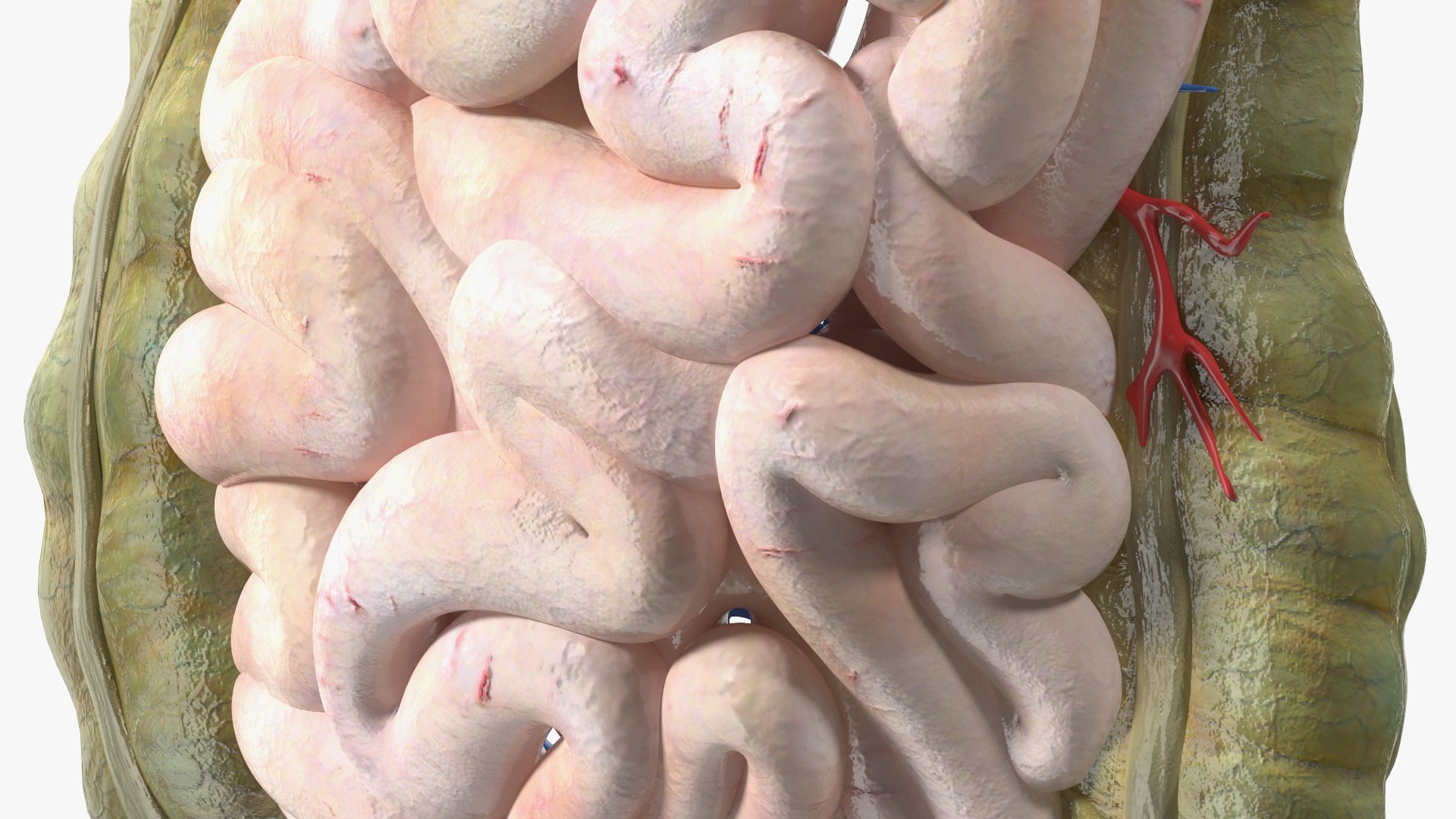 3D Young Man Anatomy Intestines https://p.turbosquid.com/ts-thumb/2S/XNJuql/61/youngmananatomyintestines3dsmodel015/jpg/1639670527/1920x1080/fit_q87/17eb6c42464e58b4eb1510668db330bc10f8c767/youngmananatomyintestines3dsmodel015.jpg