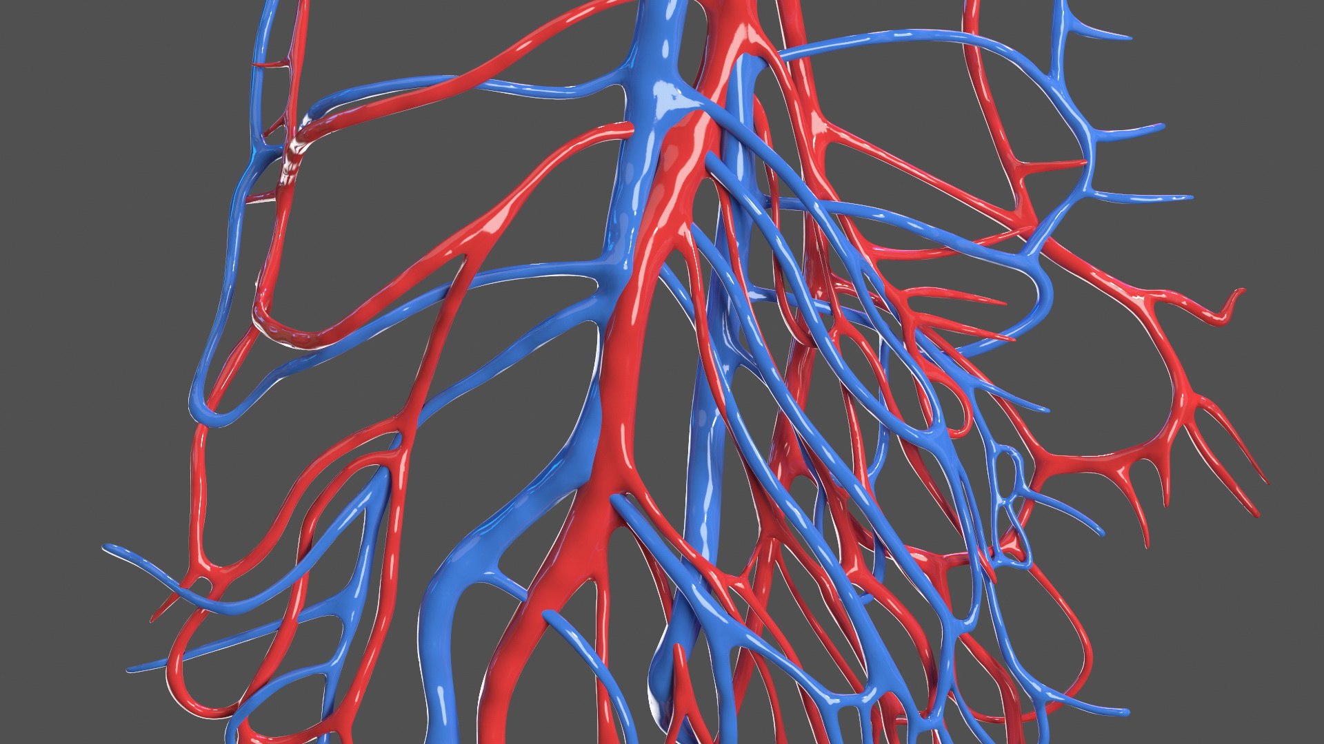 3D Young Man Anatomy Intestines https://p.turbosquid.com/ts-thumb/2S/XNJuql/6m/youngmananatomyintestines3dsmodel010/jpg/1639670512/1920x1080/fit_q87/cf9046e717baf8352b90532a31a5d6e37d69d1dc/youngmananatomyintestines3dsmodel010.jpg