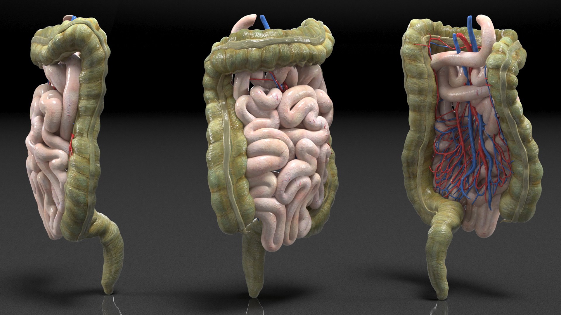3D Young Man Anatomy Intestines https://p.turbosquid.com/ts-thumb/2S/XNJuql/7s/youngmananatomyintestines3dsmodel020/jpg/1639670542/1920x1080/fit_q87/bf5728b3e5fe4abbde6fc5bef8fab775c6a9f02c/youngmananatomyintestines3dsmodel020.jpg
