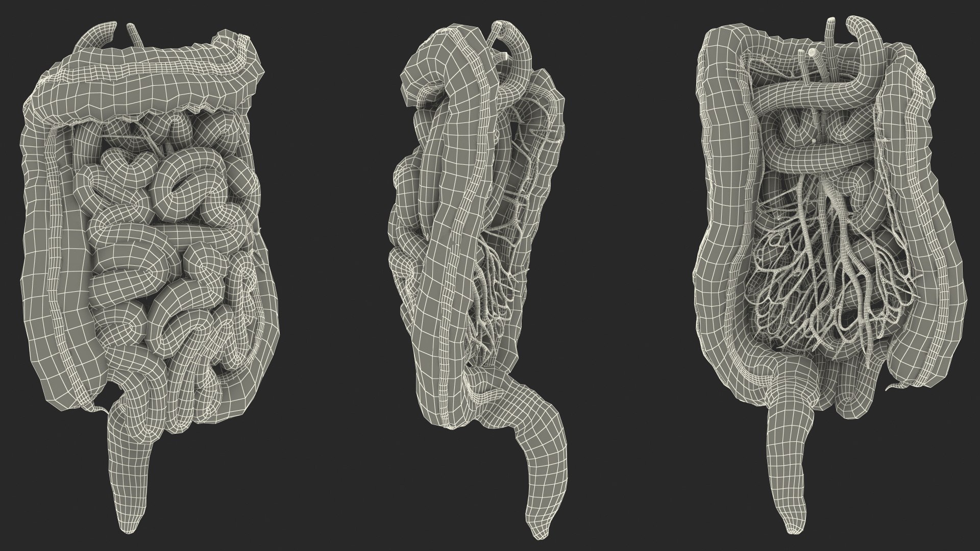 3D Young Man Anatomy Intestines https://p.turbosquid.com/ts-thumb/2S/XNJuql/Ab/youngmananatomyintestines3dsmodel031/jpg/1639670574/1920x1080/fit_q87/0cfc1d9575a04c696798cd69aa08edfac6ac589d/youngmananatomyintestines3dsmodel031.jpg