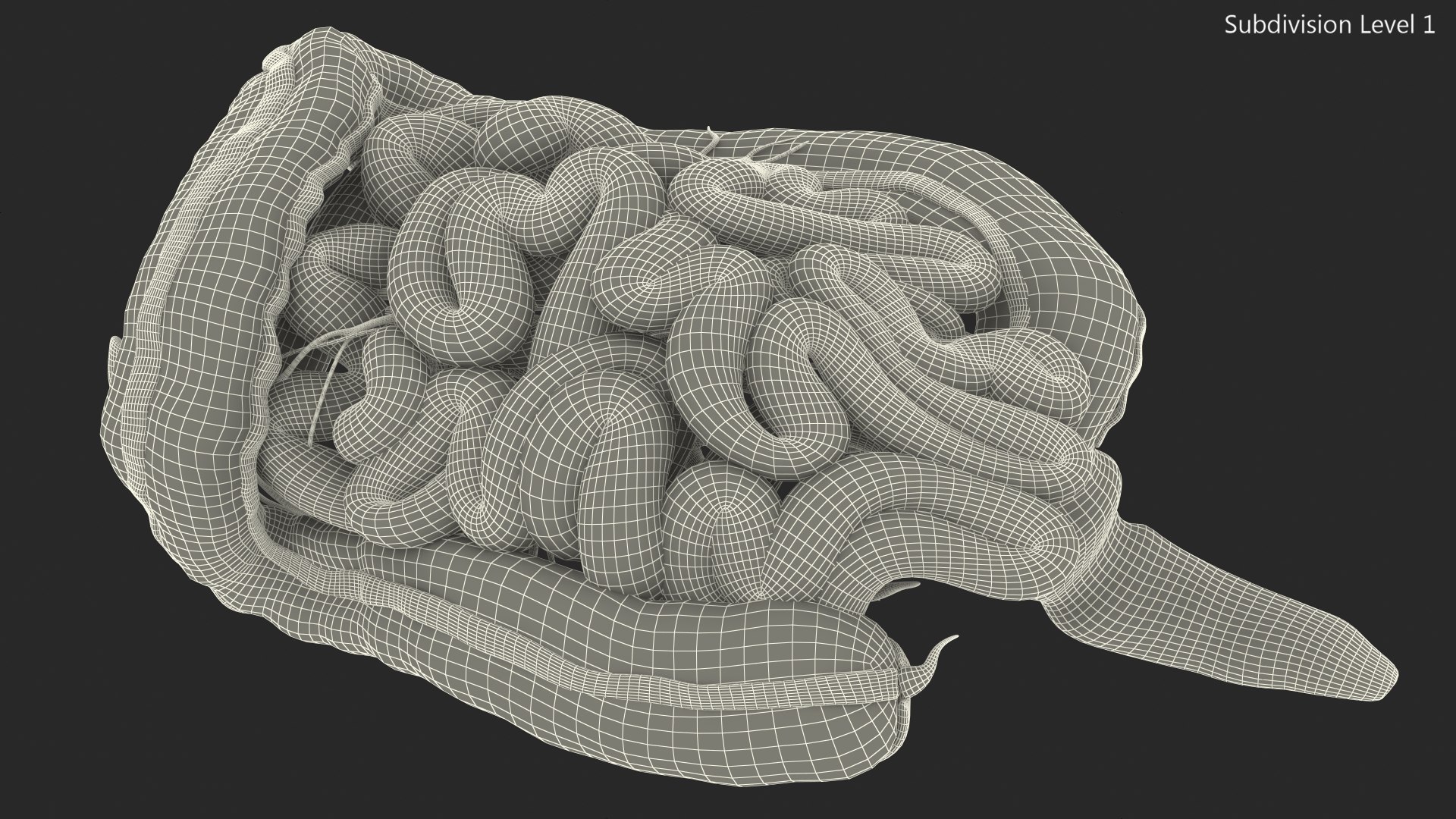 3D Young Man Anatomy Intestines https://p.turbosquid.com/ts-thumb/2S/XNJuql/FZ/youngmananatomyintestines3dsmodel023/jpg/1639670551/1920x1080/fit_q87/6e23a396cebf18b06ee34ca9230bb1d7b6e5c45b/youngmananatomyintestines3dsmodel023.jpg