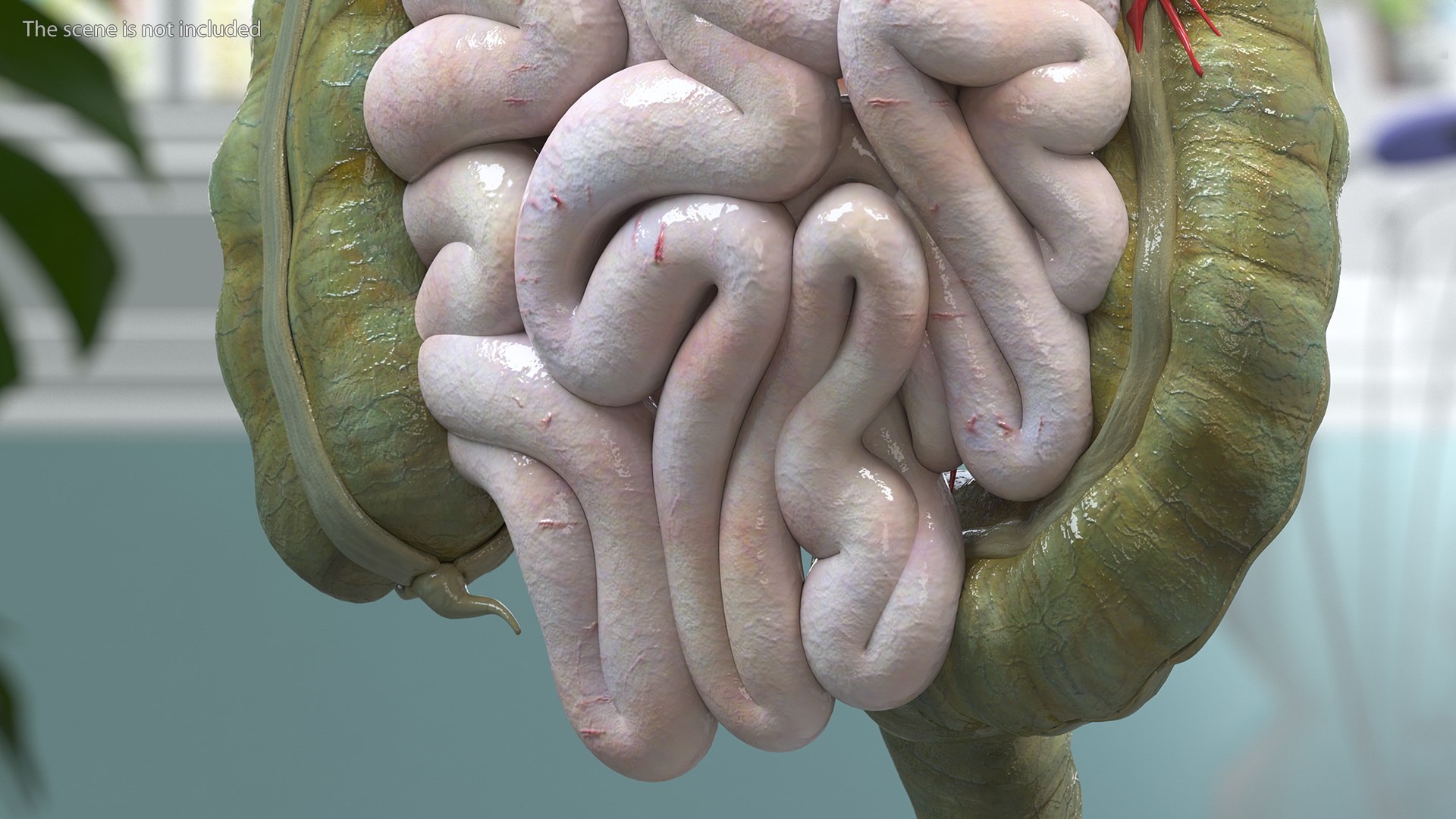 3D Young Man Anatomy Intestines https://p.turbosquid.com/ts-thumb/2S/XNJuql/Ma/youngmananatomyintestines3dsmodel006/jpg/1639670499/1920x1080/fit_q87/70868e28d9bfaf6d6c66c119934fe7bc013b8375/youngmananatomyintestines3dsmodel006.jpg