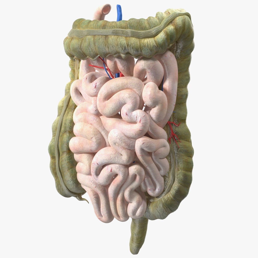 Young Man Anatomy Intestines 3D model preview