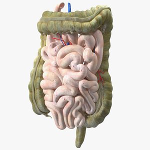 3D Young Man Anatomy Intestines