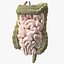 Junger Mann Anatomie Darm