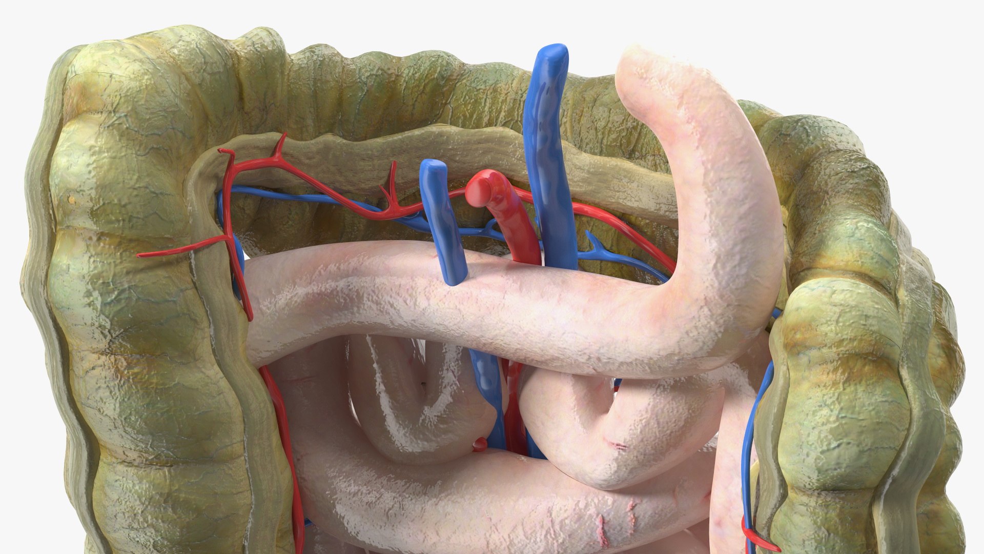 3D Young Man Anatomy Intestines https://p.turbosquid.com/ts-thumb/2S/XNJuql/PM/youngmananatomyintestines3dsmodel019/jpg/1639670539/1920x1080/fit_q87/60a92c583b1138cd4948501b5d5389cc8d99638e/youngmananatomyintestines3dsmodel019.jpg