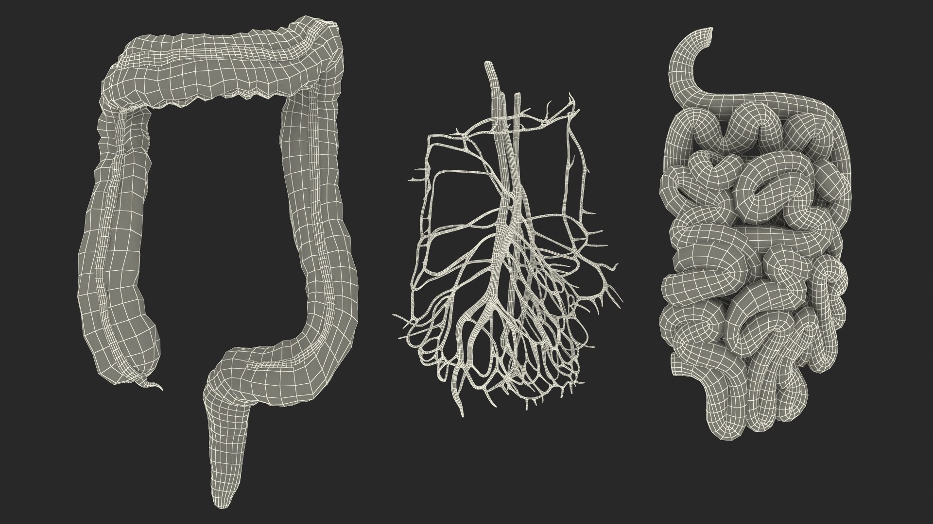 3D Young Man Anatomy Intestines https://p.turbosquid.com/ts-thumb/2S/XNJuql/RP/youngmananatomyintestines3dsmodel036/jpg/1639670590/1920x1080/fit_q87/6c1cf957fac192468cbfbd571b392bcc31acdf77/youngmananatomyintestines3dsmodel036.jpg