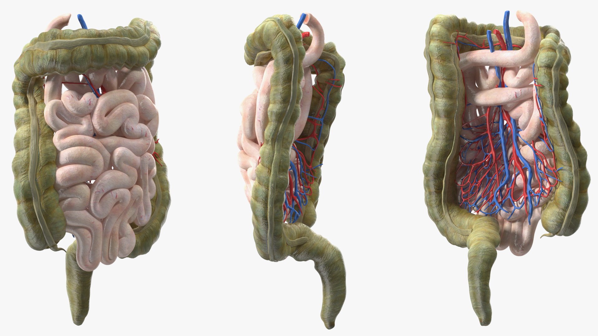 3D Young Man Anatomy Intestines https://p.turbosquid.com/ts-thumb/2S/XNJuql/Sy/youngmananatomyintestines3dsmodel011/jpg/1639670515/1920x1080/fit_q87/46f21464e242bedcd3017801a1f779cd4b559fa7/youngmananatomyintestines3dsmodel011.jpg