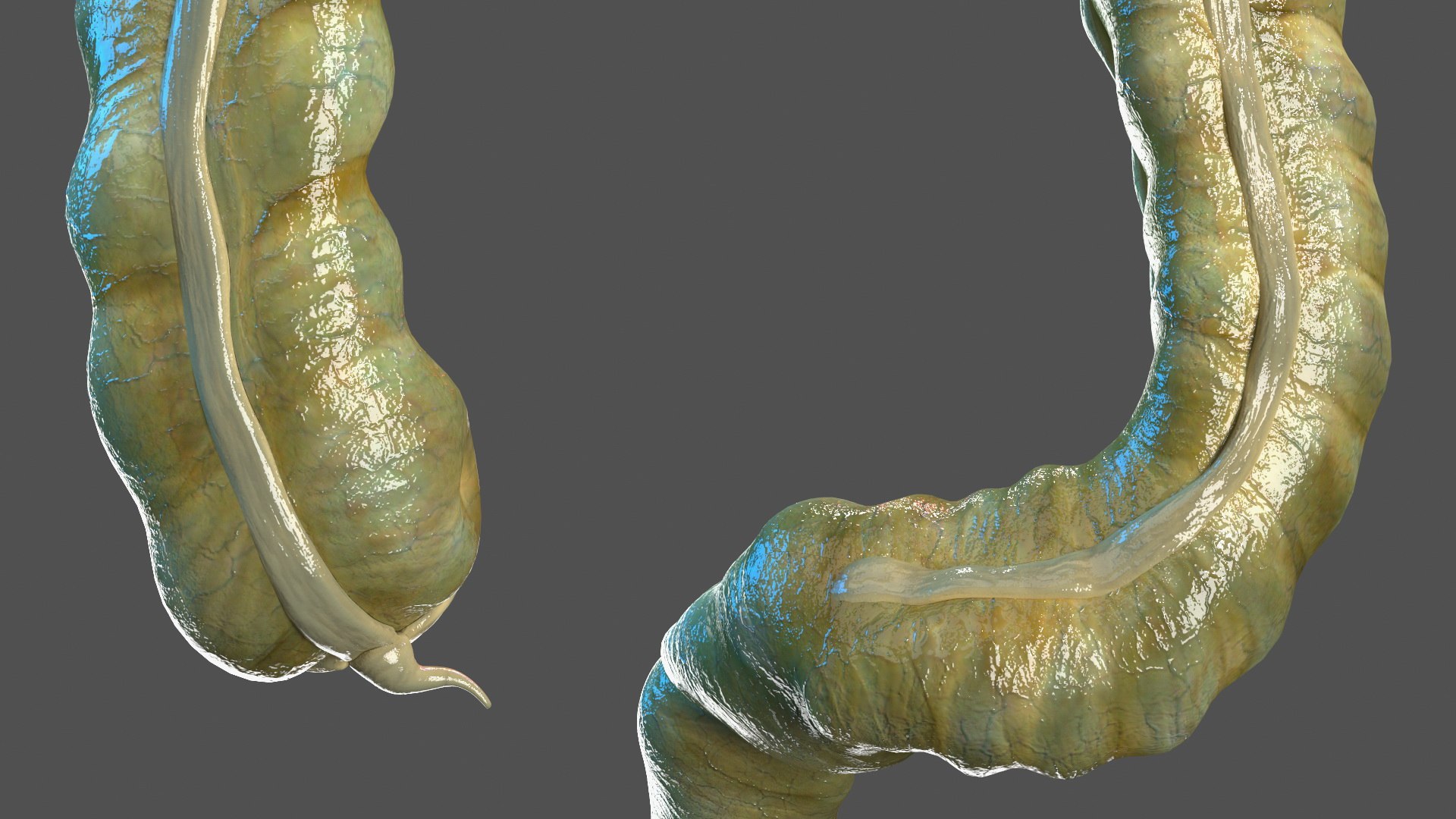 3D Young Man Anatomy Intestines https://p.turbosquid.com/ts-thumb/2S/XNJuql/ZL/youngmananatomyintestines3dsmodel008/jpg/1639670505/1920x1080/fit_q87/9f36ca5a59b9197bf320280715b400ae485c4045/youngmananatomyintestines3dsmodel008.jpg