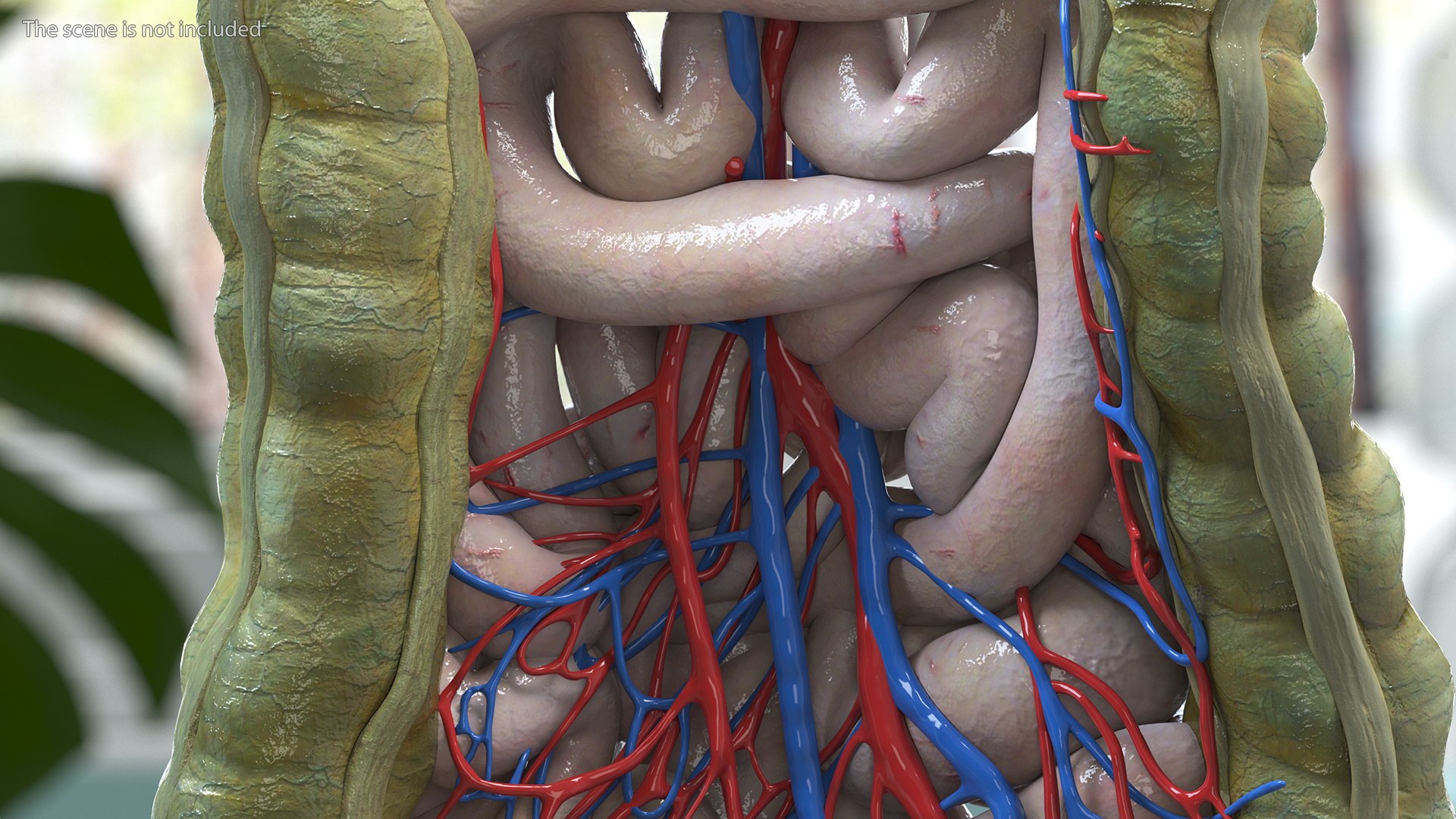 3D Young Man Anatomy Intestines https://p.turbosquid.com/ts-thumb/2S/XNJuql/b2/youngmananatomyintestines3dsmodel004/jpg/1639670493/1920x1080/fit_q87/06353313ef6eab3b2cdf6eb15b97483df9bfa73e/youngmananatomyintestines3dsmodel004.jpg