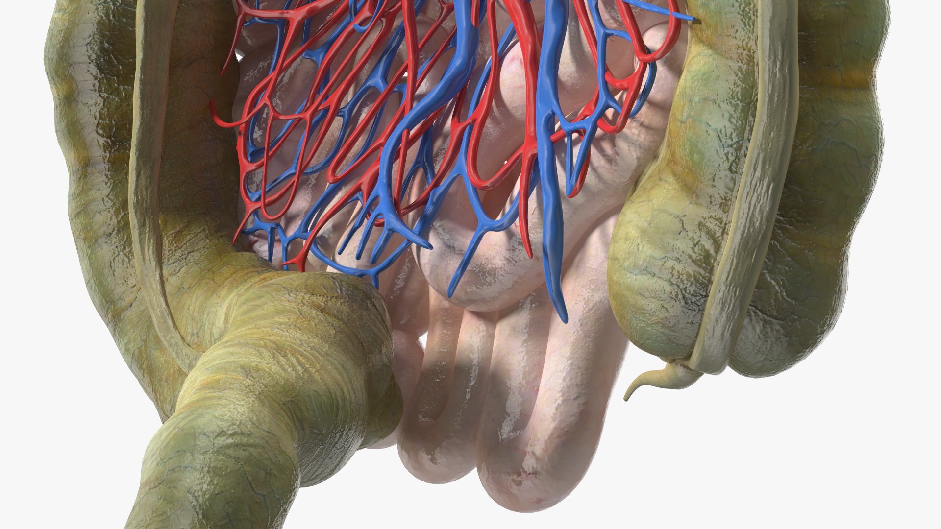 3D Young Man Anatomy Intestines https://p.turbosquid.com/ts-thumb/2S/XNJuql/r0/youngmananatomyintestines3dsmodel017/jpg/1639670533/1920x1080/fit_q87/9d6362bbf0e3500244816e4ce0a1a3d058141264/youngmananatomyintestines3dsmodel017.jpg