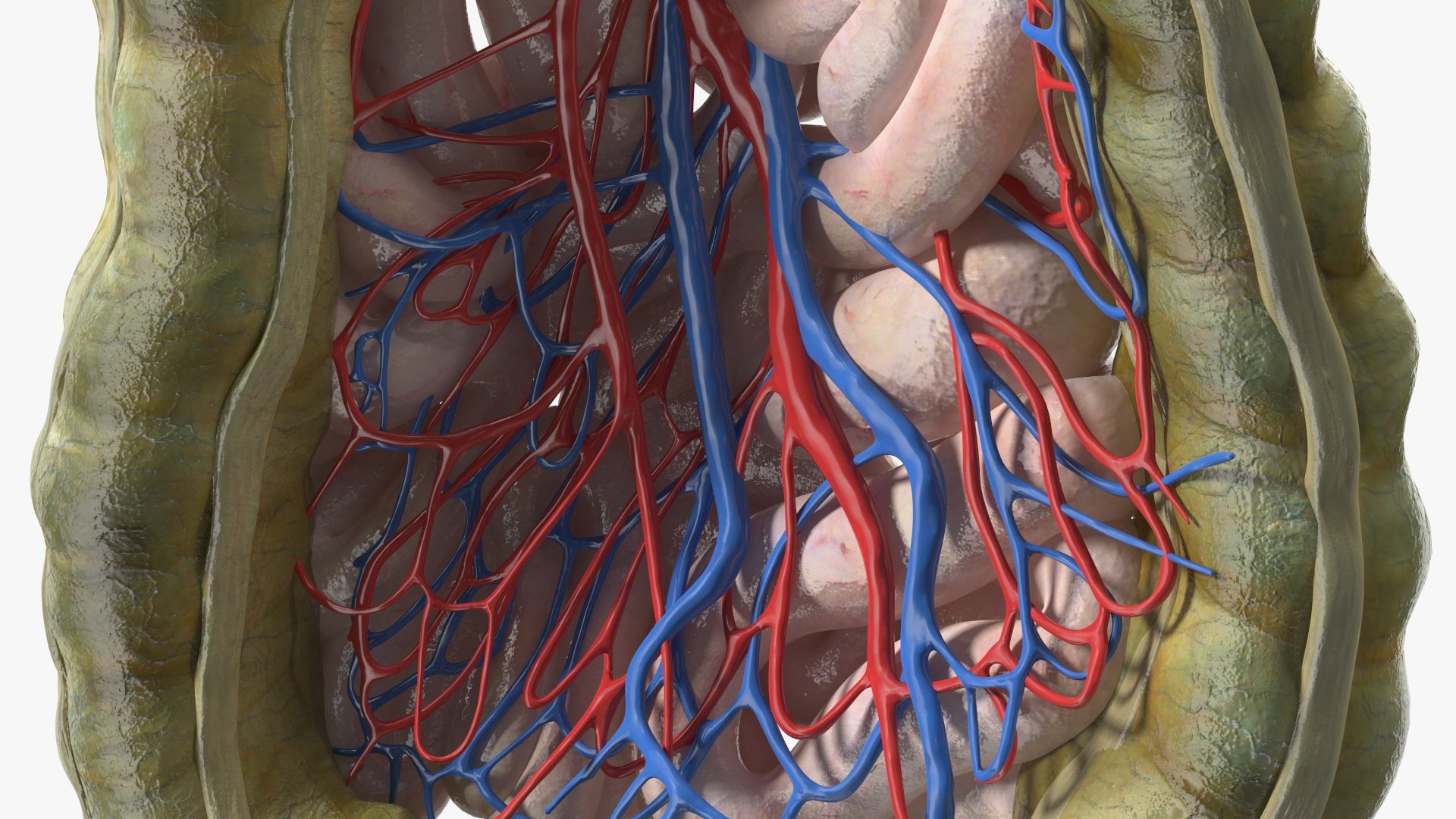 3D Young Man Anatomy Intestines https://p.turbosquid.com/ts-thumb/2S/XNJuql/rH/youngmananatomyintestines3dsmodel018/jpg/1639670536/1920x1080/fit_q87/9c0544ff4789f5b1457e40fb82963247757d8dcb/youngmananatomyintestines3dsmodel018.jpg