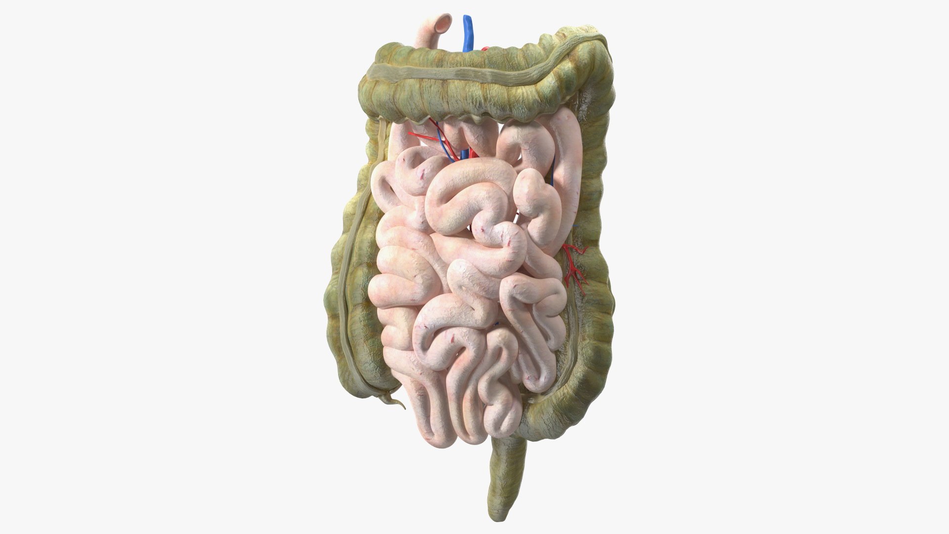 3D Young Man Anatomy Intestines https://p.turbosquid.com/ts-thumb/2S/XNJuql/w5/youngmananatomyintestines3dsmodel001/jpg/1639670484/1920x1080/fit_q87/0d36ba07ec448ddeaa25a9e3b67aa25333dda0ce/youngmananatomyintestines3dsmodel001.jpg
