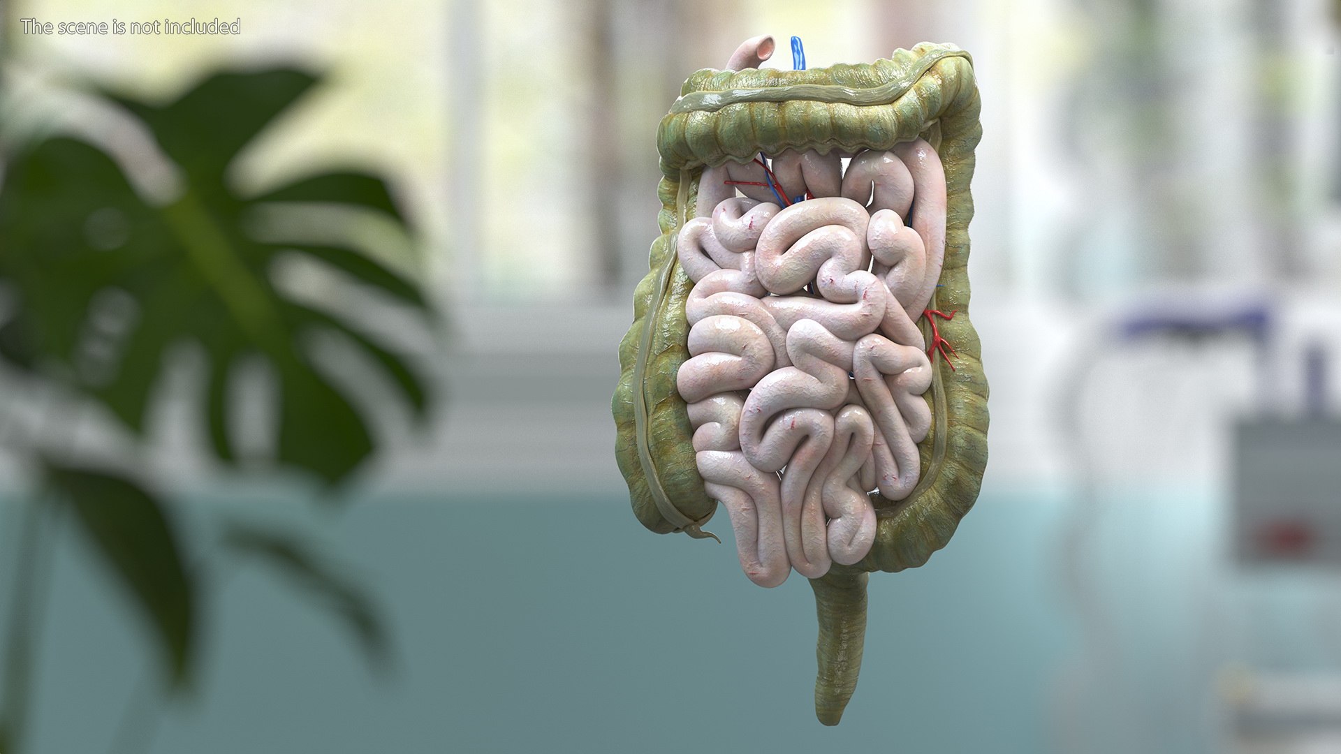 3D Young Man Anatomy Intestines https://p.turbosquid.com/ts-thumb/2S/XNJuql/xN/youngmananatomyintestines3dsmodel002/jpg/1639670487/1920x1080/fit_q87/b61176528e552b063728b406e1d84ccf8d06e1e5/youngmananatomyintestines3dsmodel002.jpg