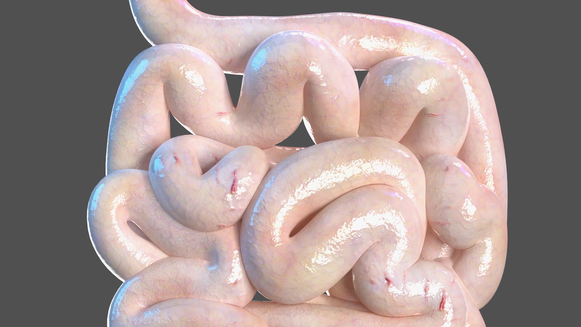 3D Young Man Anatomy Intestines https://p.turbosquid.com/ts-thumb/2S/XNJuql/yi/youngmananatomyintestines3dsmodel009/jpg/1639670508/1920x1080/fit_q87/145c21b1c09ad42c081766cd67b26ed97ff9d56a/youngmananatomyintestines3dsmodel009.jpg