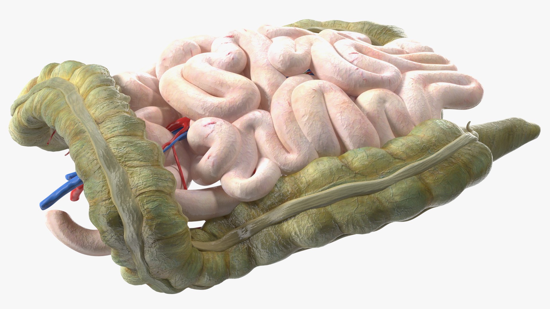 3D Young Man Anatomy Intestines https://p.turbosquid.com/ts-thumb/2S/XNJuql/zs/youngmananatomyintestines3dsmodel012/jpg/1639670518/1920x1080/fit_q87/939487bf3cc049a775d68a3ac20ef3b1254f96e4/youngmananatomyintestines3dsmodel012.jpg